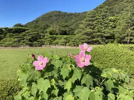見頃の花々（2023.8.6）