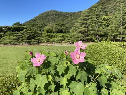 見頃の花々（８月６日）