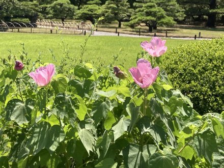 見頃の花々（８月６日）