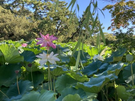 見頃の花々（８月６日）