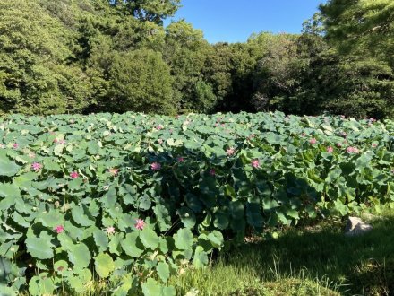 見頃の花々（８月６日）