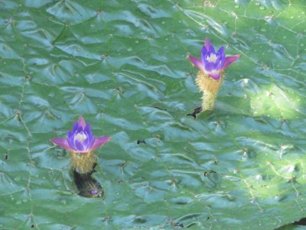 見頃の花々（８月６日）