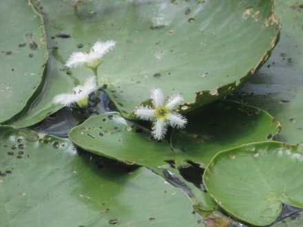 見頃の花々（８月６日）