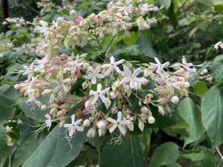 見頃の花々（８月６日）