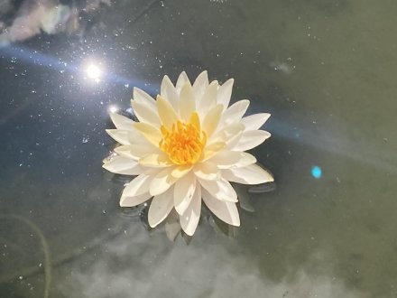 見頃の花々（2023.8.11）