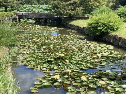 見頃の花々（８月１１日）