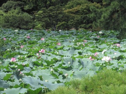 見頃の花々（８月１１日）