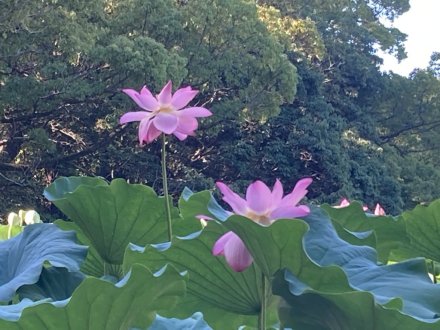 見頃の花々（８月１１日）