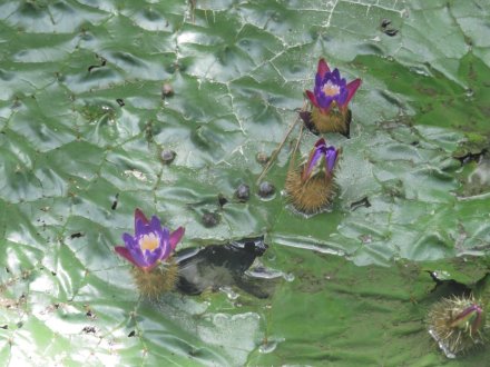 見頃の花々（８月１１日）