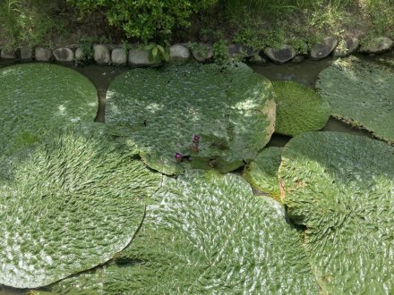 見頃の花々（８月１１日）