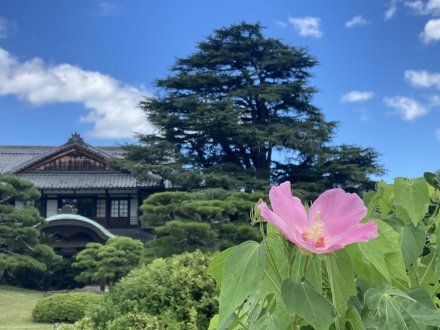 見頃の花々（８月１１日）