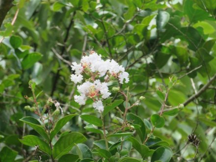 見頃の花々（８月１１日）