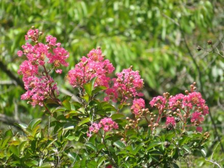 見頃の花々（８月１１日）