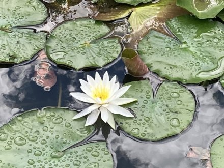 見頃の花々、ハスの見頃は終わりました（８月１６日）