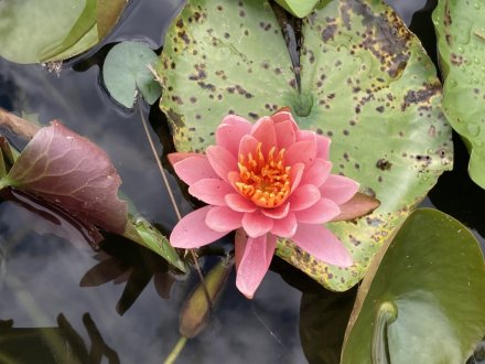 見頃の花々、ハスの見頃は終わりました（2023.8.16）