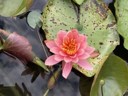 見頃の花々、ハスの見頃は終わりました（８月１６日）