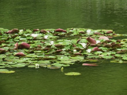 見頃の花々、ハスの見頃は終わりました（８月１６日）