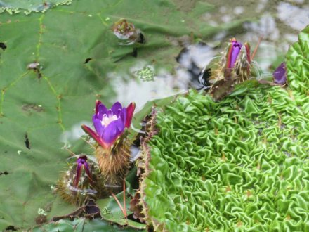 見頃の花々、ハスの見頃は終わりました（８月１６日）