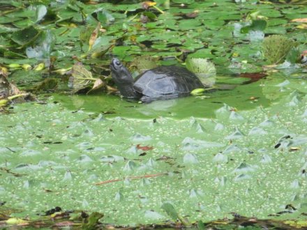 見頃の花々、ハスの見頃は終わりました（８月１６日）