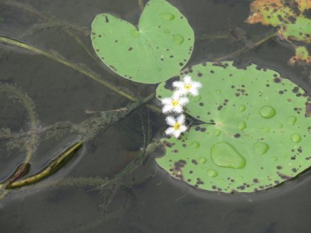 見頃の花々、ハスの見頃は終わりました（８月１６日）