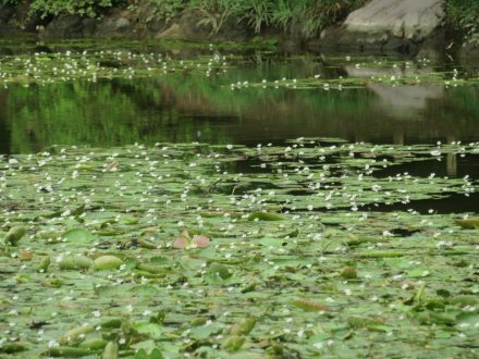 見頃の花々、ハスの見頃は終わりました（８月１６日）