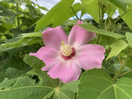 見頃の花々、ハスの見頃は終わりました（８月１６日）