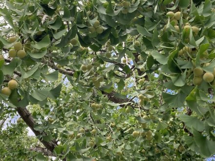 見頃の花々、ハスの見頃は終わりました（８月１６日）