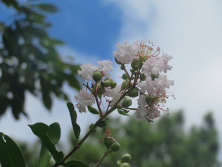 見頃の花々、ハスの見頃は終わりました（８月１６日）