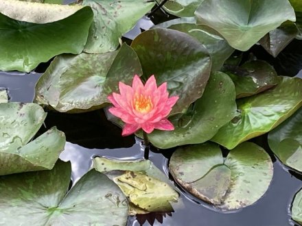 見頃の花々（８月１９日）