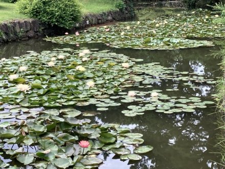 見頃の花々（８月１９日）