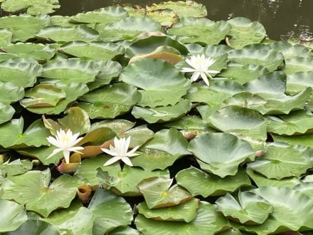 見頃の花々（８月１９日）