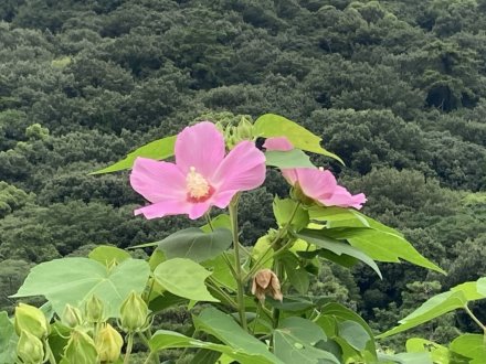 見頃の花々（８月１９日）