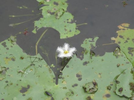 見頃の花々（８月１９日）