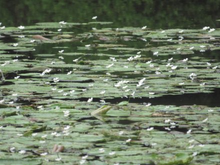 見頃の花々（８月１９日）