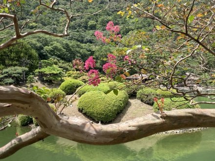 見頃の花々（８月２５日）