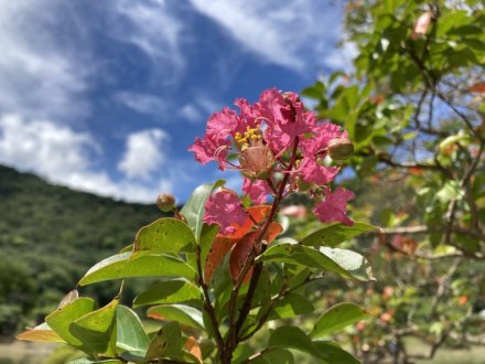 見頃の花々（８月２５日）