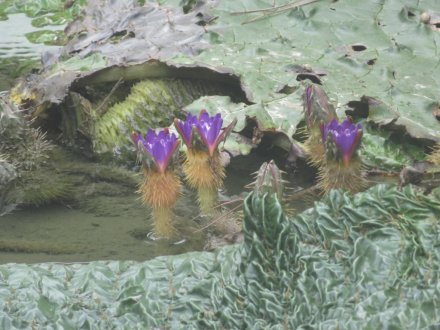 見頃の花々（８月２５日）