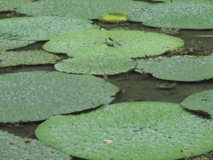 見頃の花々（８月２５日）