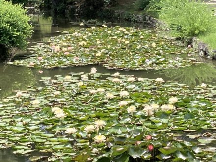 見頃の花々（８月２５日）