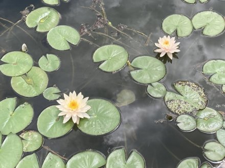 見頃の花々（８月２５日）