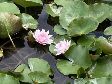 見頃の花々（８月２５日）