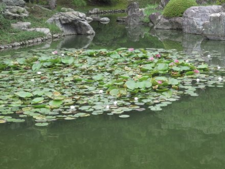 見頃の花々（８月２５日）