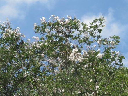 サルスベリと、見頃の花々（９月３日）