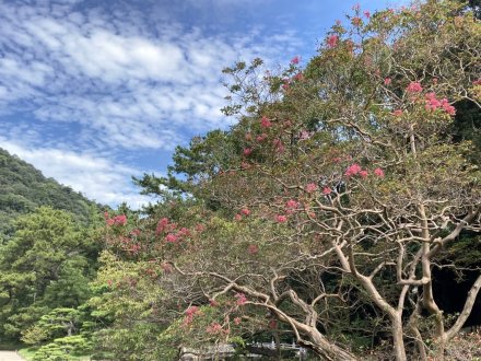 サルスベリと、見頃の花々（９月３日）