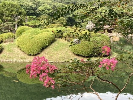 サルスベリと、見頃の花々（９月３日）