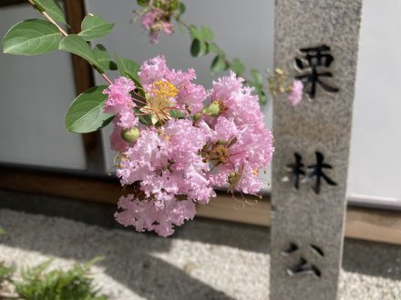 サルスベリと、見頃の花々（９月３日）