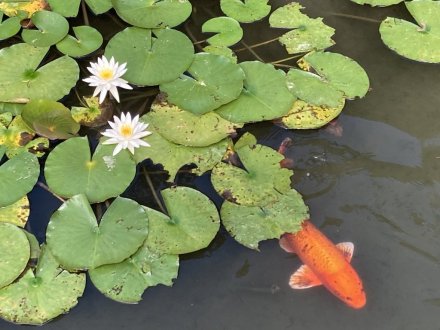 サルスベリと、見頃の花々（９月３日）