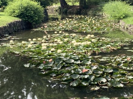 サルスベリと、見頃の花々（９月３日）