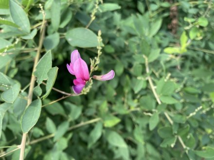 サルスベリと、見頃の花々（９月３日）