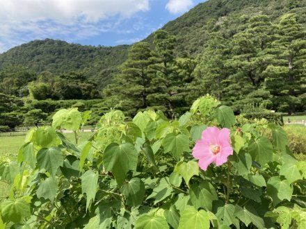 サルスベリと、見頃の花々（９月３日）